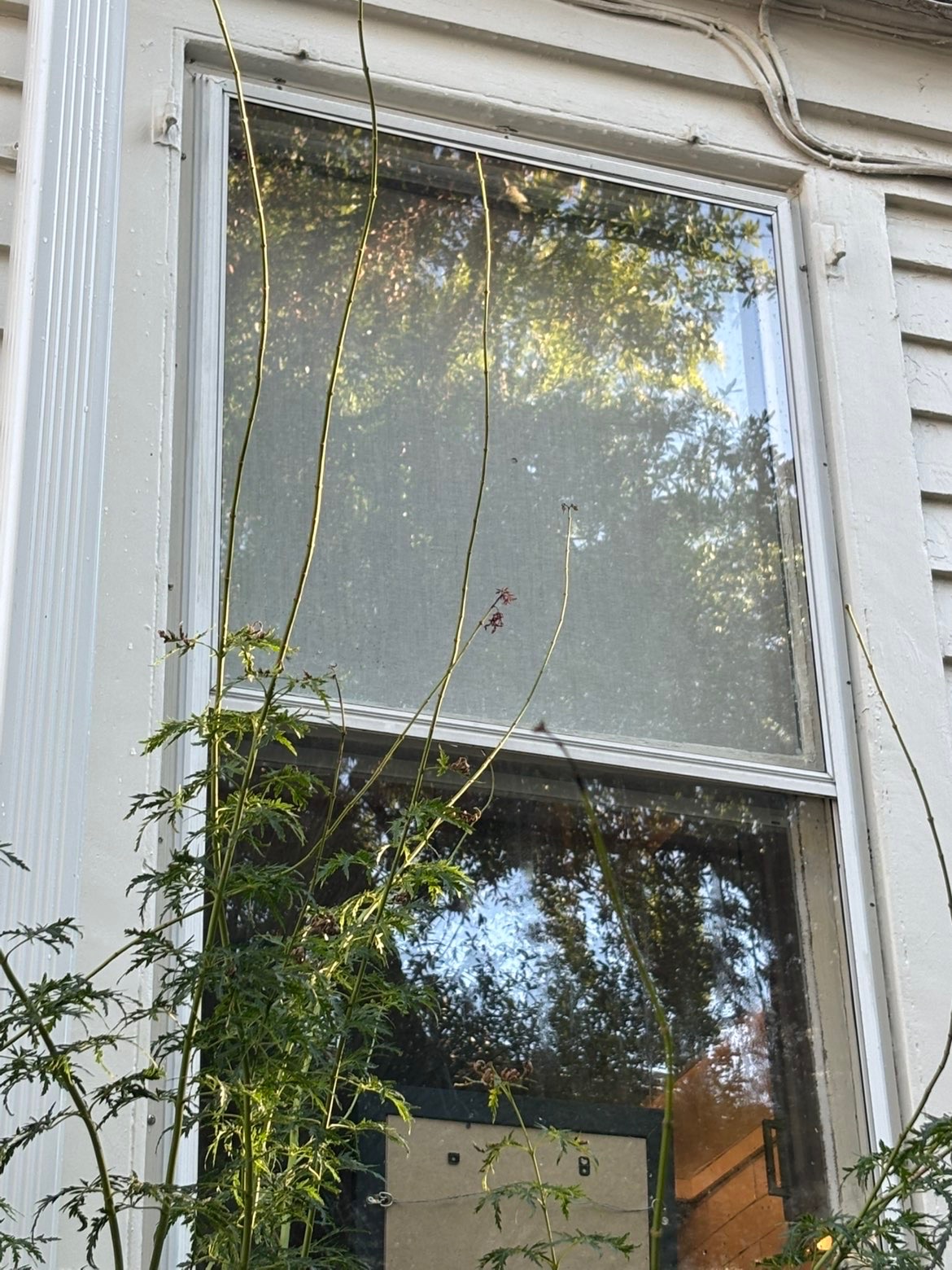 Exterior wall cleaned professionally.