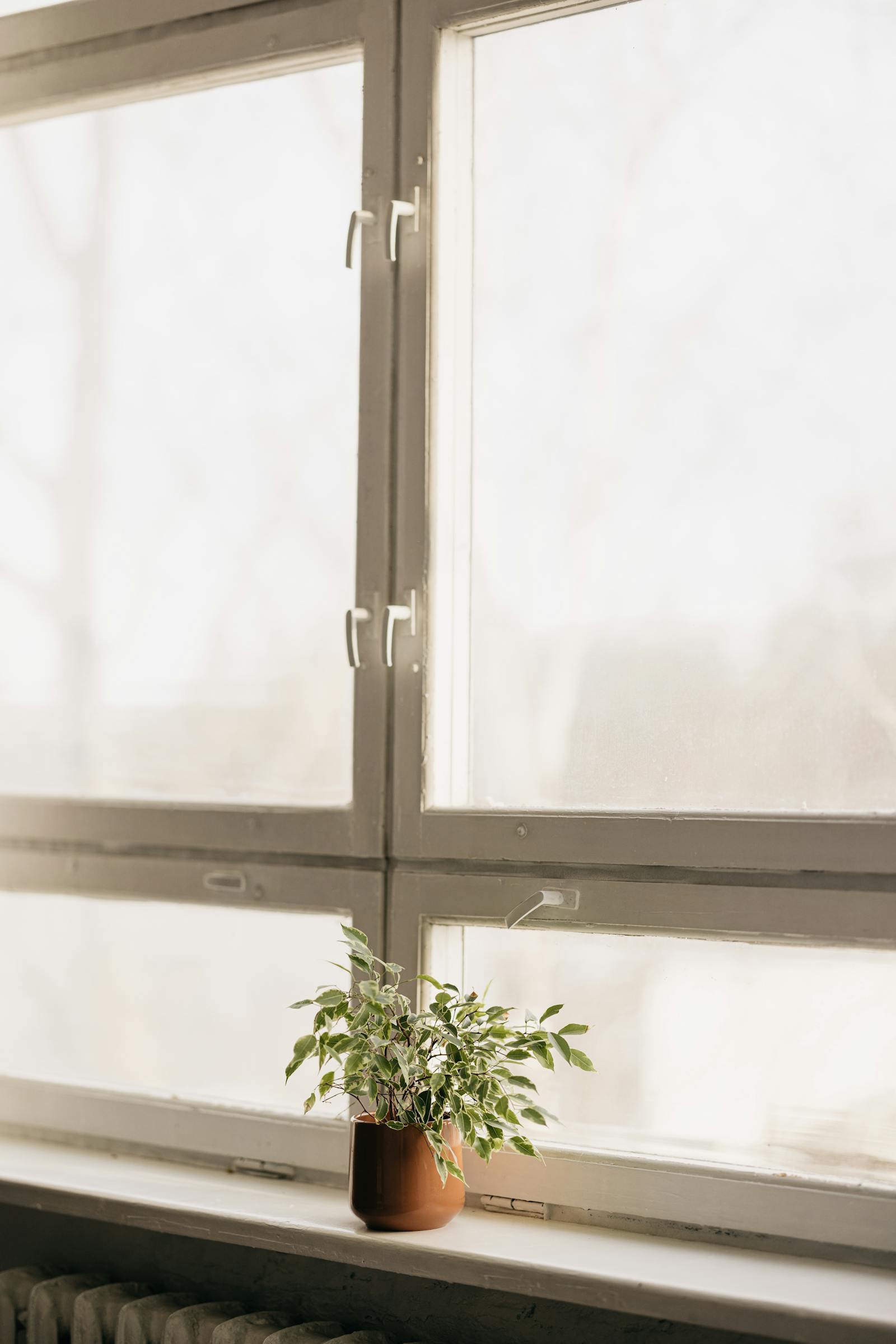 Bright residential window with a small potted plant on the sill